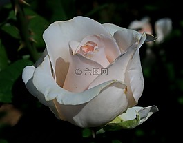 玫瑰,盛開,芽