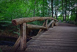 橋,欄桿,森林