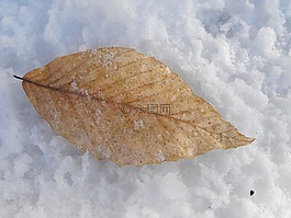 叶,雪,冰