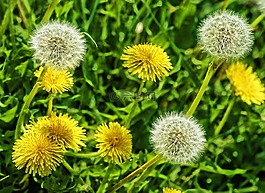 蒲公英,花,種子