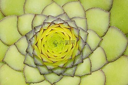 houseleek,屋顶houseleek,普通的房子姜黄
