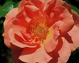 玫瑰,盛開,芽
