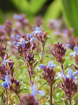 百里香,布鲁姆,鲜花
