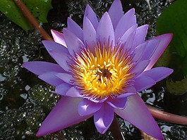 花,紫,自然