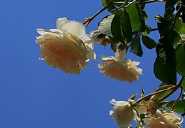 玫瑰,盛開,芽