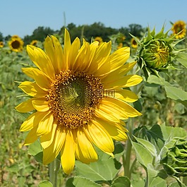 向日葵,夏天,花