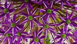观赏葱,花,鲜花