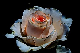 玫瑰,盛開,芽