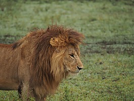 獅子,非洲,獅子的鬃毛
