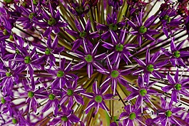 觀賞蔥,花,鮮花