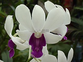 蘭花,花,紫
