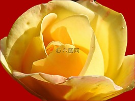 黃玫瑰,花,花瓣