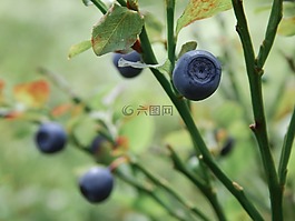 藍莓,性質(zhì),食品