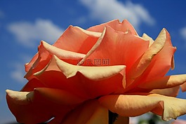 玫瑰,盛開,花