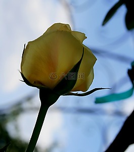 玫瑰,盛開,芽