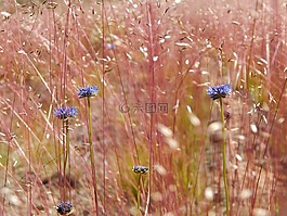 字段,鲜花,红色的花朵