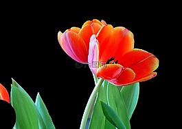 郁金香,開(kāi)花,春天