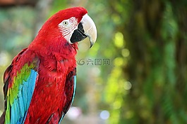 鳥,飛行,自然