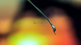葉草,日落,一滴水