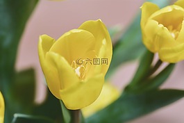 花,schnittblume,郁金香