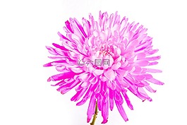 花,颜色粉色,粉红色的花朵