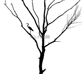 樹,死樹,鳥