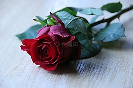 玫瑰,分支,花卉