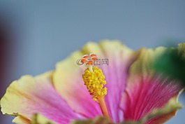芙蓉,花,開花