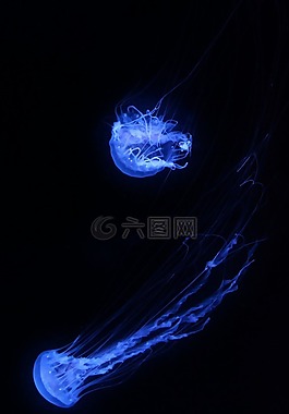 海蜇,水族館,水下