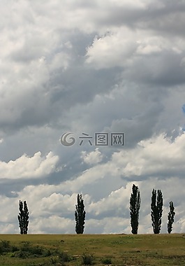 楊樹,云,景觀