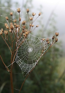 蜘蛛,web,草