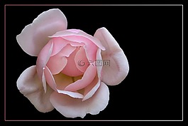 玫瑰,豐花,玫瑰綻放