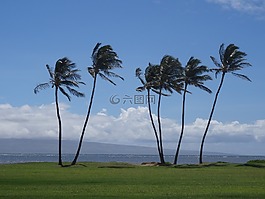 棕櫚樹,夏威夷,假期