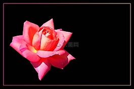 玫瑰,豐花,玫瑰綻放