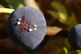 無花果,藍色,成熟