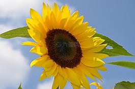 太陽花,黃色,廠