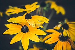 黃色,花,自然
