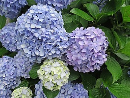 花,自然,紫