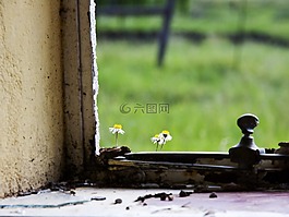 脆弱,花,窗臺(tái)