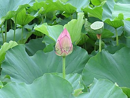 花,自然,蓮花