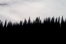 松樹,植物,戶外