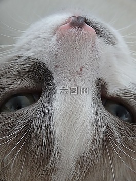 猫,头发,浅驼色
