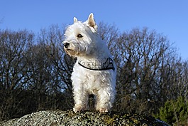 狗,westie,小獵犬