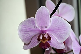 花,蘭花,宏