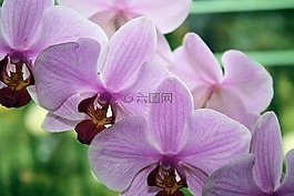 花,蘭花,宏