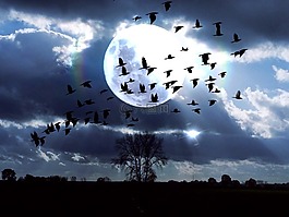 天空,景觀,鳥類