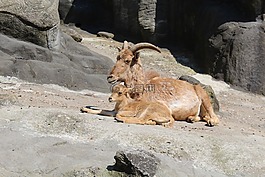摩羯座,動物園,存儲模塊