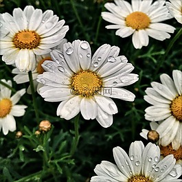 鮮花,廠,雛菊