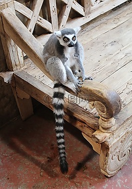 環(huán)尾狐猴,動(dòng)物,動(dòng)物園