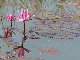 蓮花,花,自然